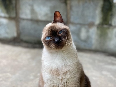 #PraCegoVer: Fotografia da gata Sabrina, Ela tem as cores branco e marrom